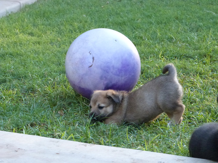 chinook dog